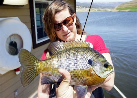 bluegill fish|Bluegill Fishing Tips: How To Catch Bluegill .